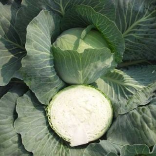 Капуста белокочанная  Циклоп F1 2500 (семян)