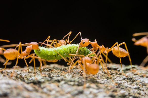 Кормовая культура для муравьев, белковый корм