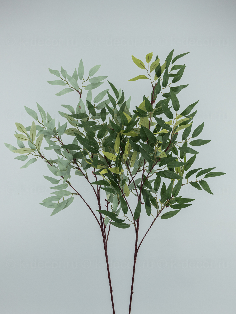 Рускус Итальянский