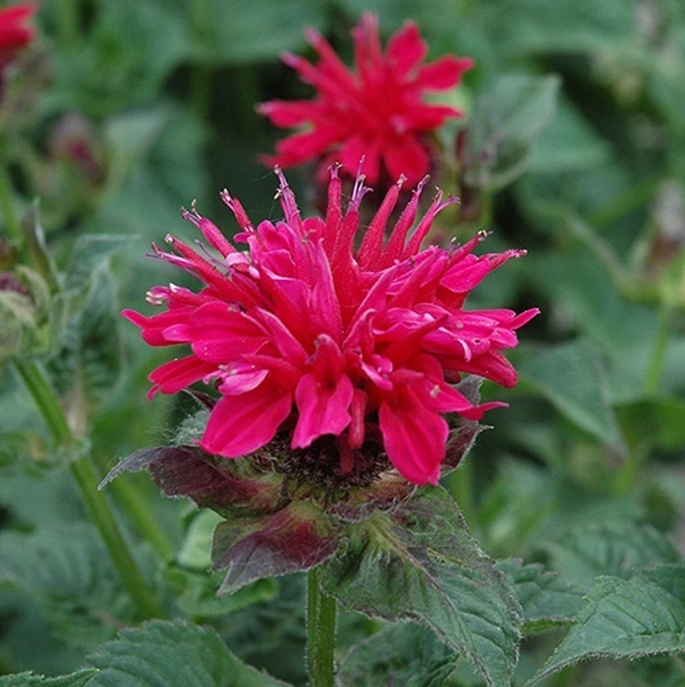 Монарда гибридная &quot;Fireball&quot;. Monarda  hybride &quot;Fireball&quot;.