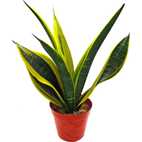 Сансевиерия Голд Флейм (Sansevieria Gold Flame)