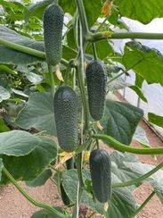 ШОПЕН F1 семена огурца (Rijk Zwaan | Alexagro)