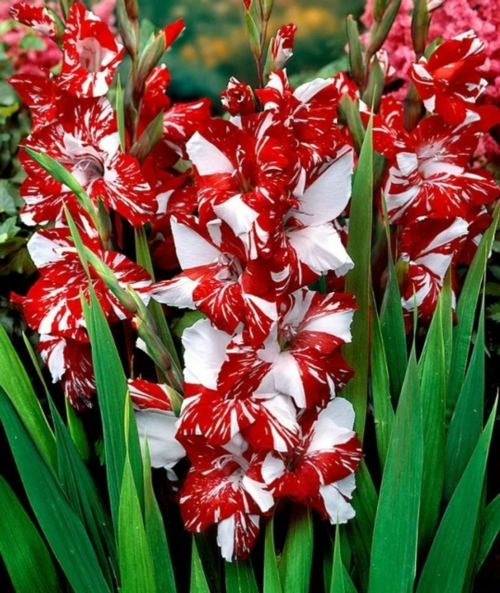 Гладиолус Koi Pursuit/Zizanie