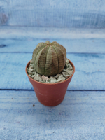 Euphoria Obesa (Эуфорбия)