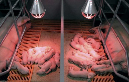 Лампа ИКЗК 100 Вт