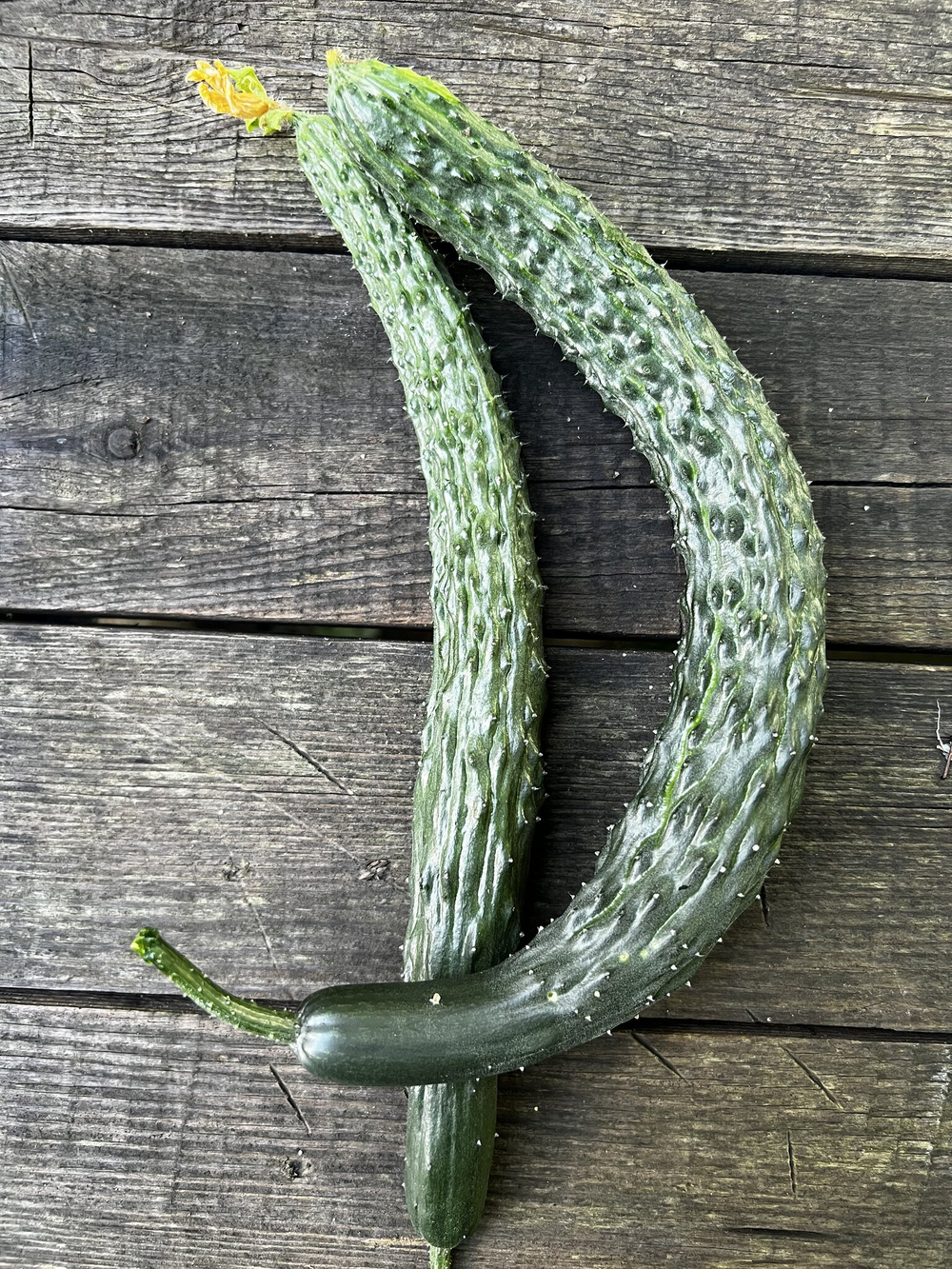 Огурец длинный китайский император Вирида F1 20шт.