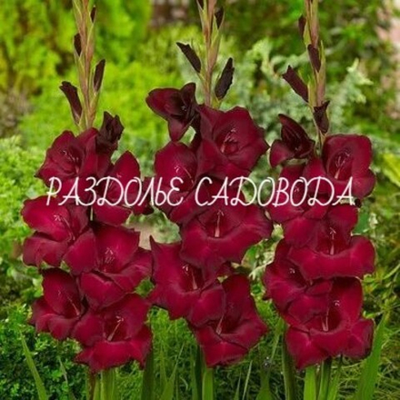 Гладиолус Эспрессо