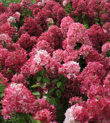 Гортензия метельчатая Даймонд Руж; Diamant Rouge
