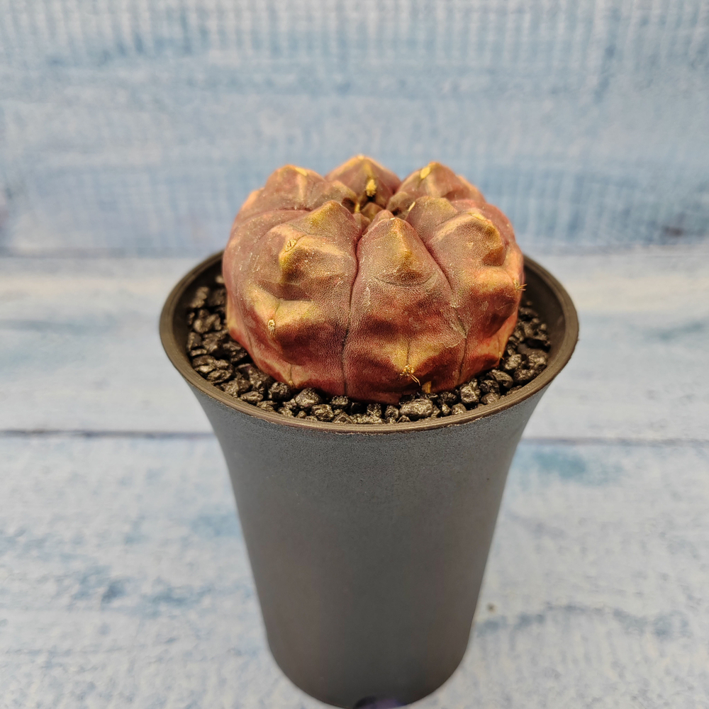 Gymnocalycium Daydream (Гимнокалициум)