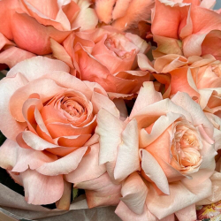 «Персиковое пюре» букет из французских роз