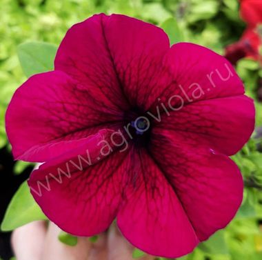 S6003 Петуния кустовая Grandiflora Limbo GP Burgundy 100 шт.