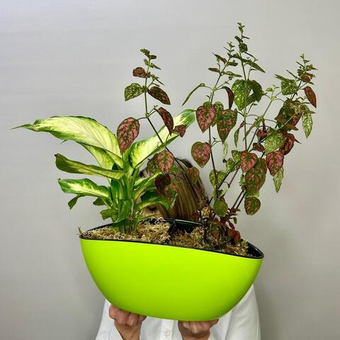 Композиция из комнатных растений диффенбахия и гипоэстес