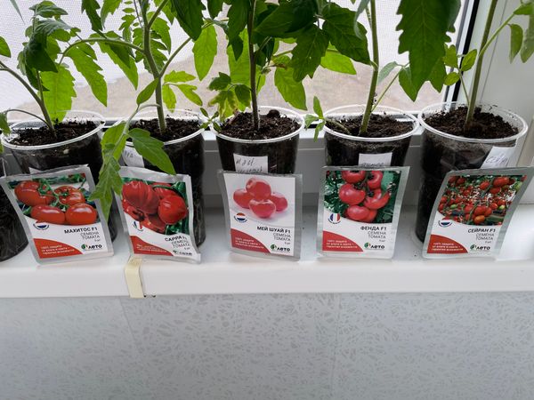 📢Как вырастить здоровую рассаду томата⁉🍅