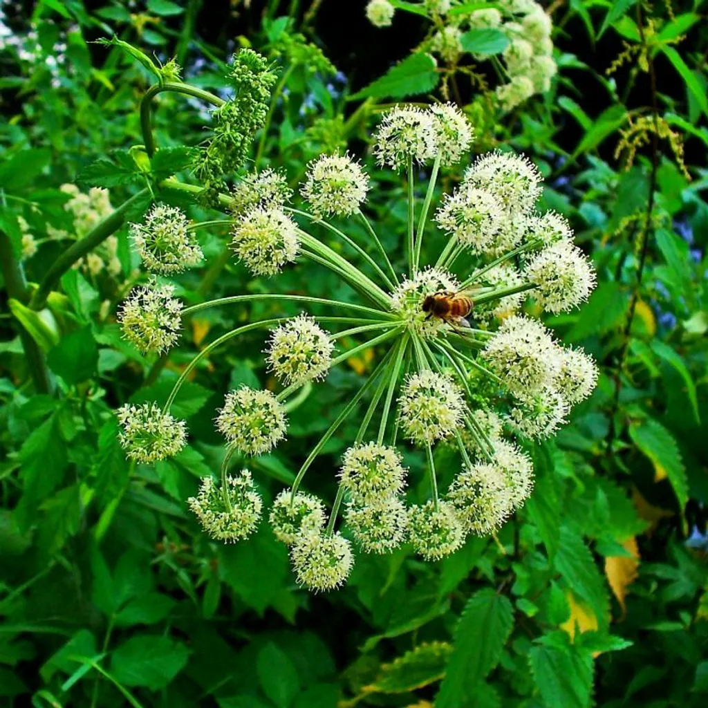 Дягиль лекарственный (корень)