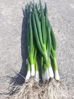 Лук на зелень Тотем 0,5г Мировые Семена VITA GREEN