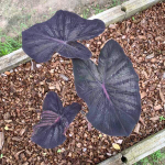 Колоказия BLACK LAVA 2