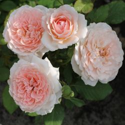 Клара'c Чойс (Clara's Choice)