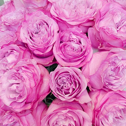25 пионовидных импортных роз Квин Краун