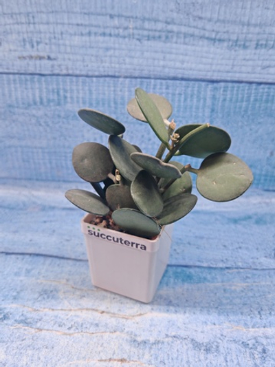 Xerosicyos Danguyi (Ксеросициос)