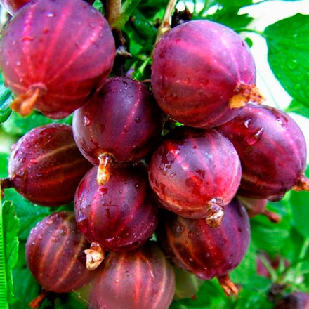 Крыжовник Консул ( Сенатор )