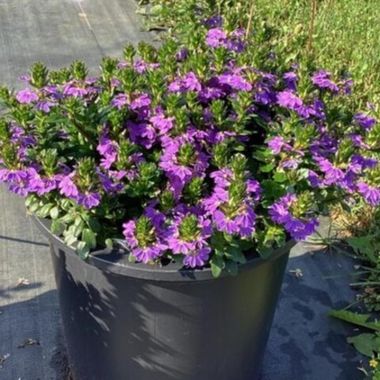 3431 Сцевола ABANICO COMPACT PURPLE IMP.