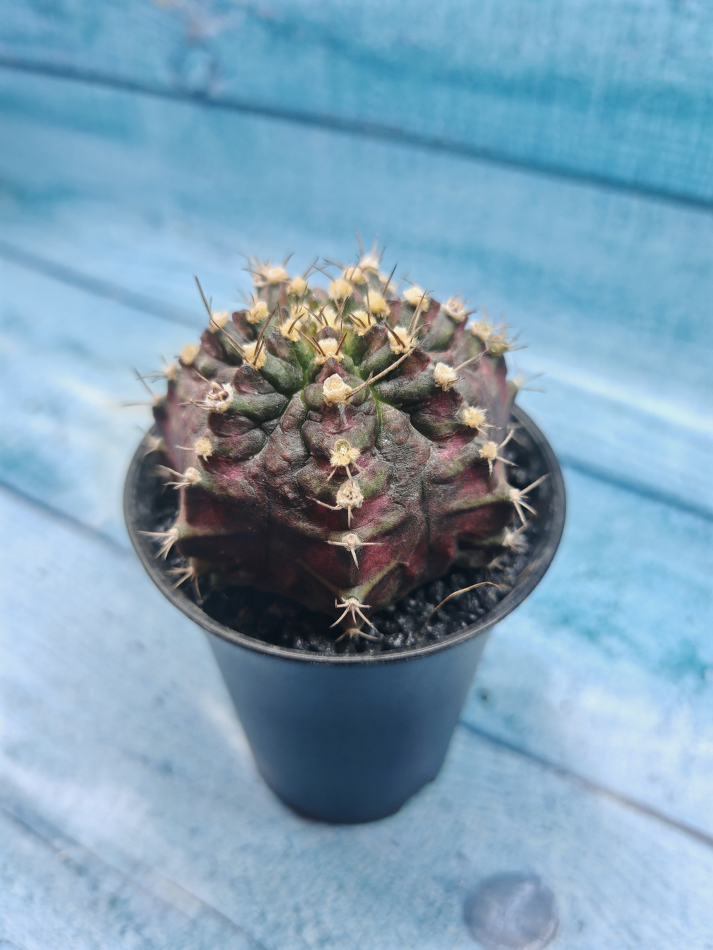Gymnocalycium T-Rex Pink hybride (Гимнокалициум T-rex)