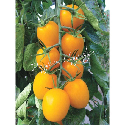 Томат индетерменантный Золотое руно