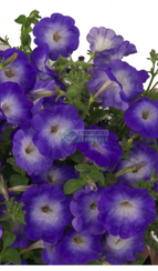 Петуния GIOCONDA SATURN BLUE (Драже)