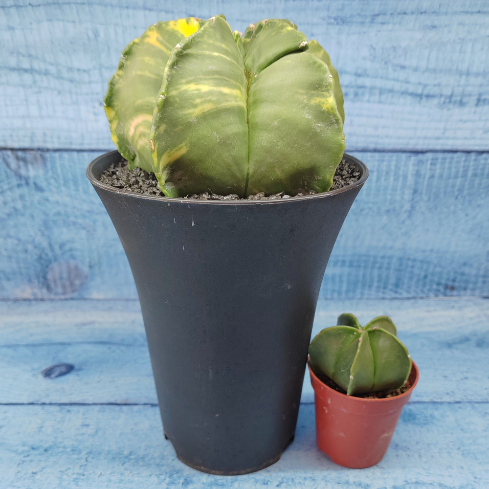 Astrophytum Myriostigma variagate XXL (Астрофитум)