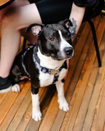 Шлейка Туманный шираз