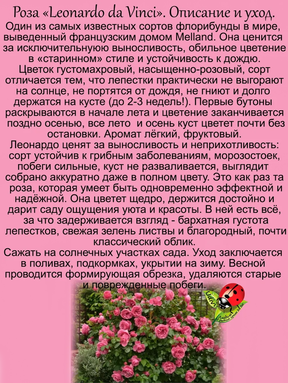 Роза Леонардо да Винчи постоянноцветущая флорибунда