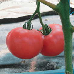 Фенда F1 семена томата индетерминантного (Clause / Клос)