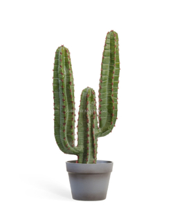 Кактус Цереус Мексиканский