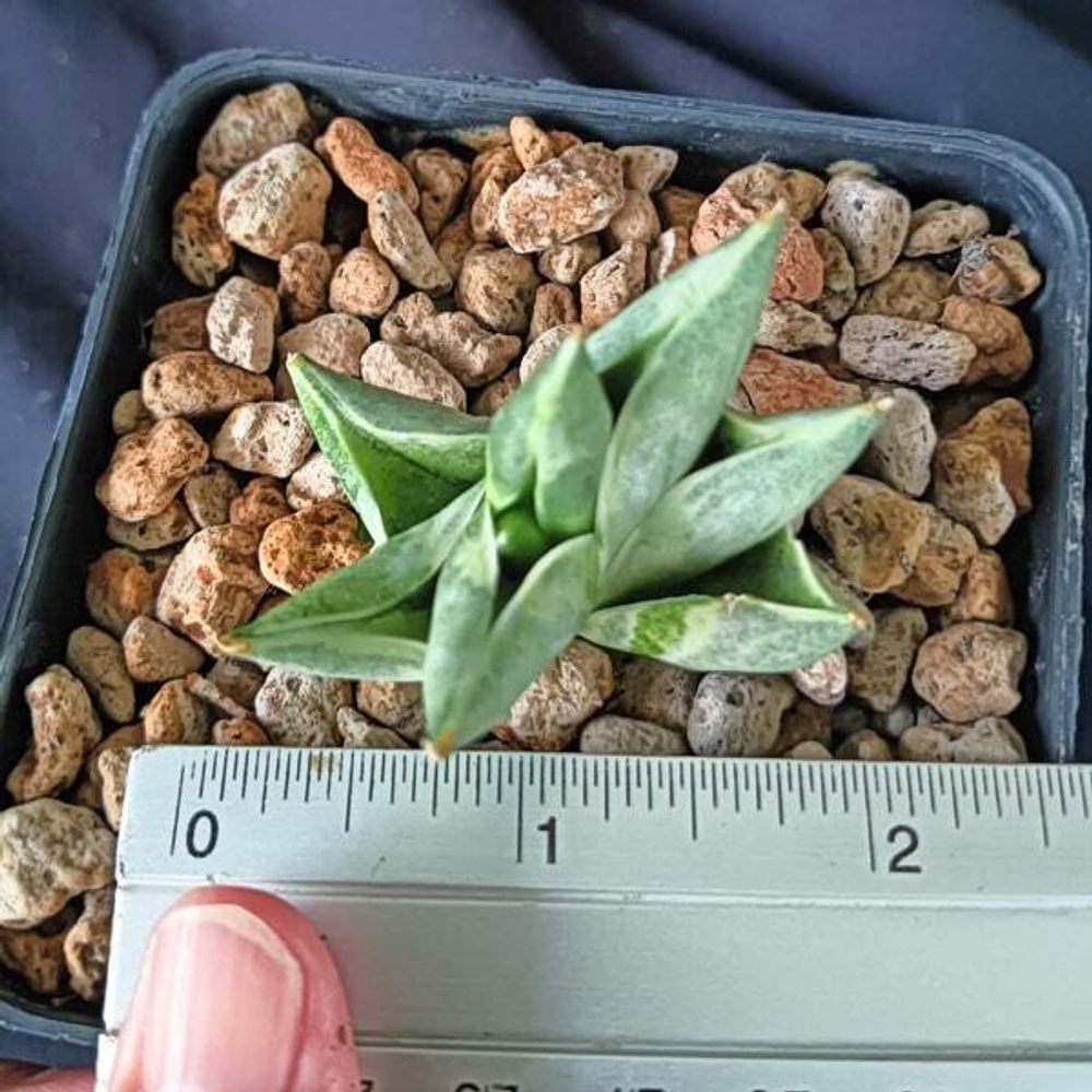 Сансевиерия BONCEL MINI WHITE VAR