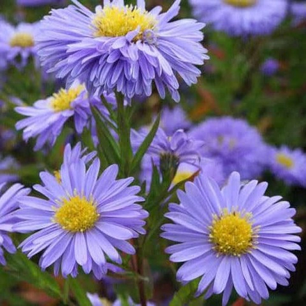 Астра новобельгийская "Мария Баллард". Aster novi-belgii "Marie Ballard".