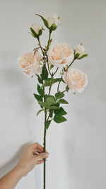 Роза пионовидная / Арт 2362