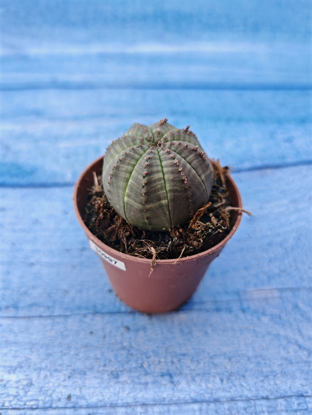 Euphorbia Obesa (Эуфорбия)