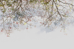 Коллекция VETVE