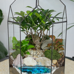 Готовый флорариум бонсай Фикус Бонсариум с озером