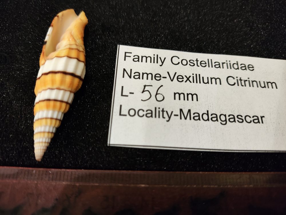 Вексиллюм Цитринум