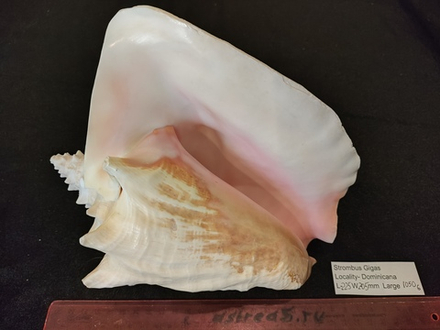 Стромбус Гигас "230-250мм"