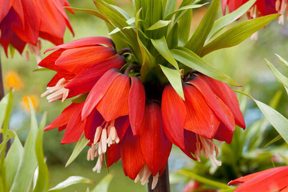 Рябчик императорский Рубра