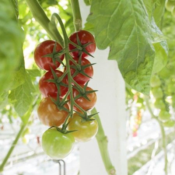 Аморозо F1 семена томата индетерминантного (Rijk Zwaan / Райк Цваан) упаковка 100 шт. – фото 2