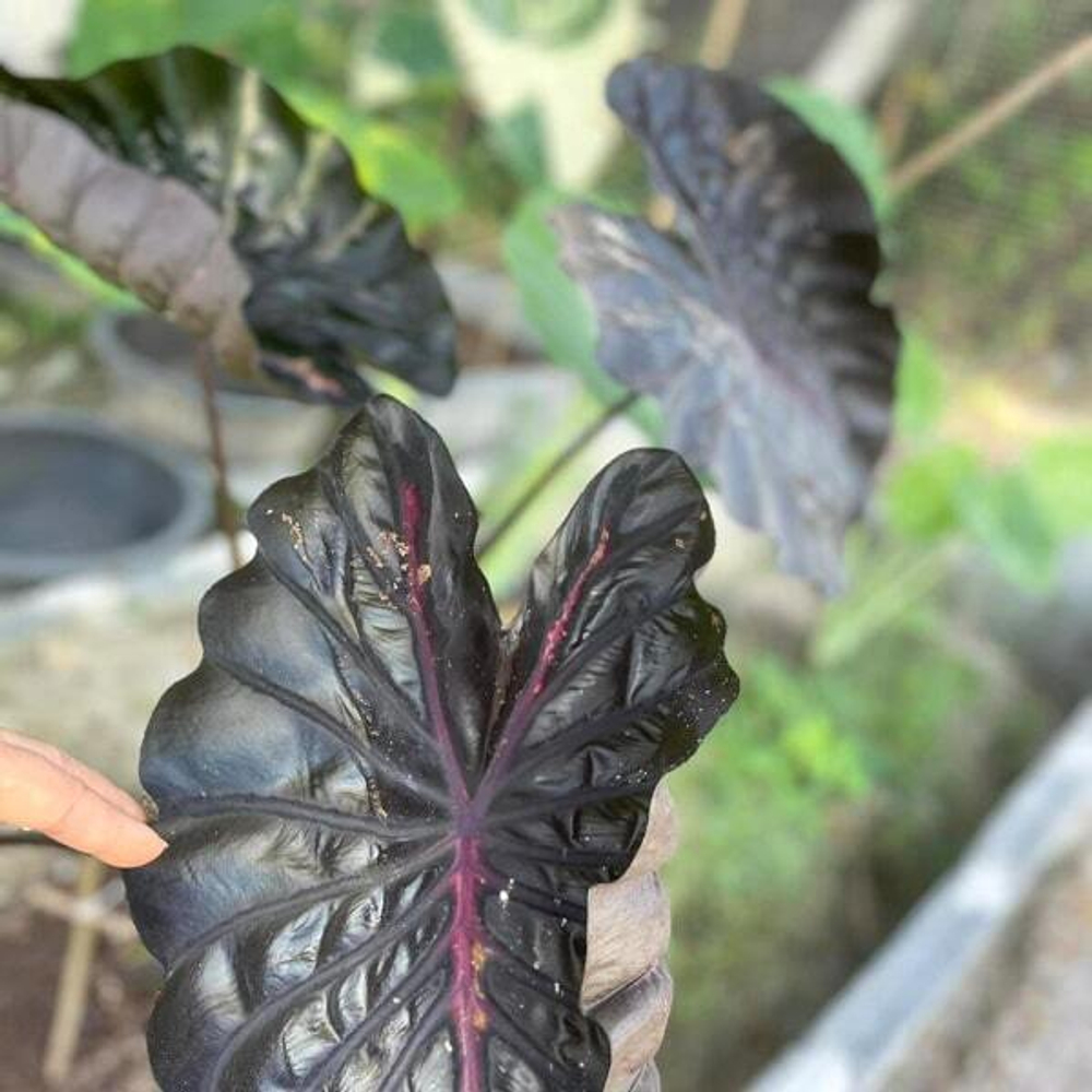 Колоказия PINK RIBBON