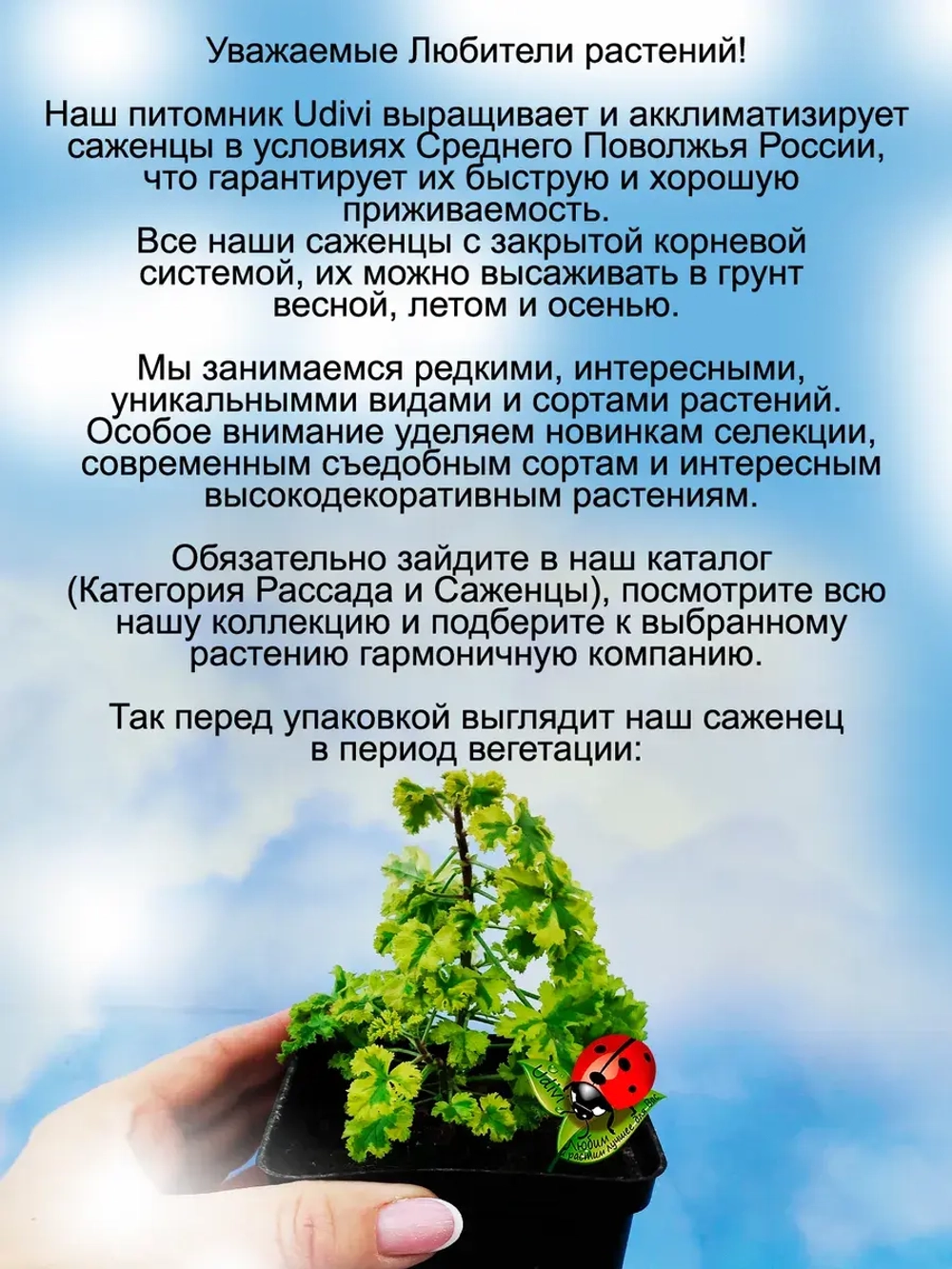 Пеларгония Солнечный луч Санберст душистая