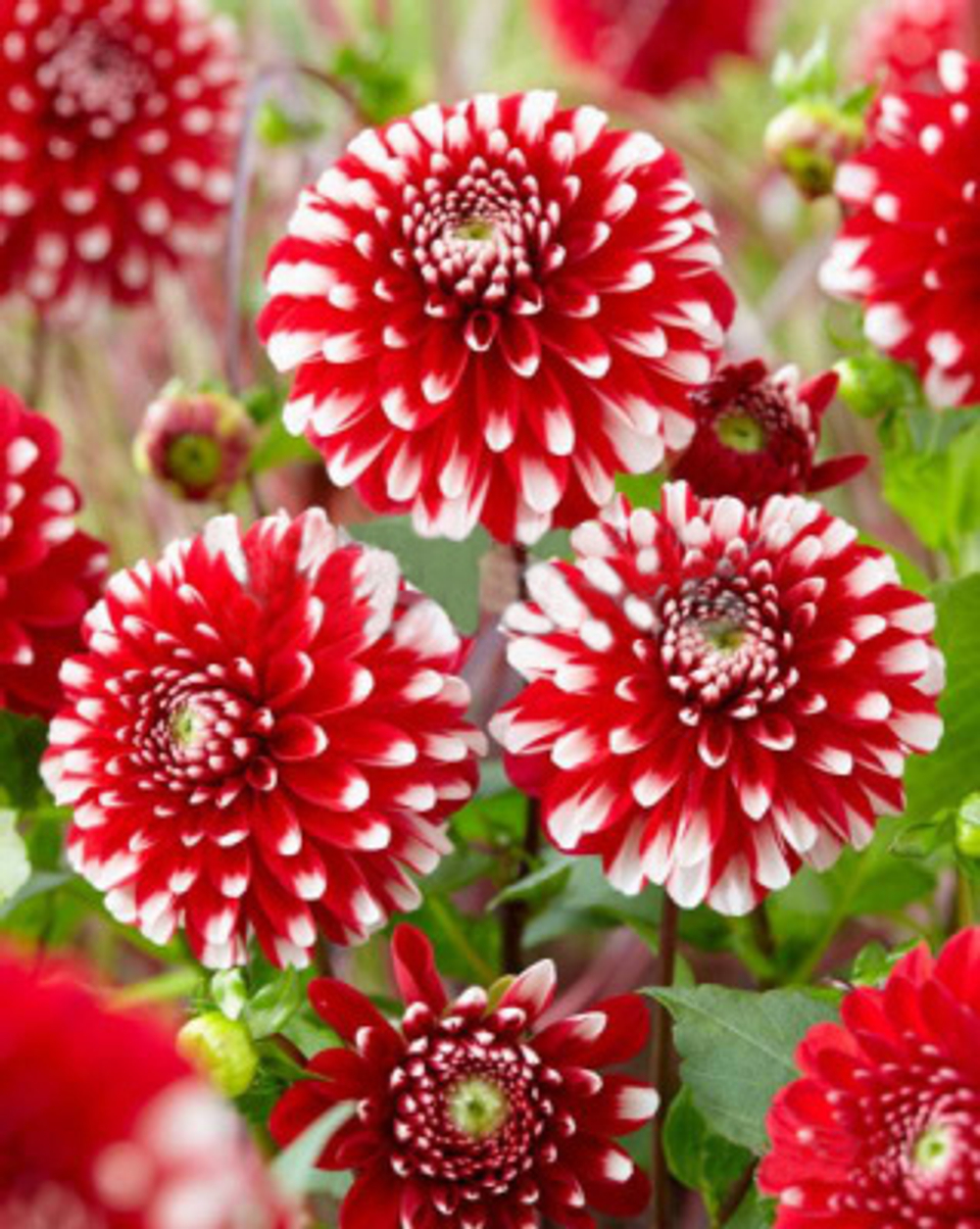 Георгин Литтл Тайгер (1 шт) Волжский Сад