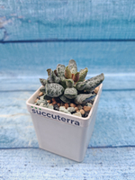 Adromischus Festivus grey (Адромискус)