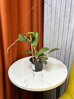 Хойя Гунунг Гадинг, D9см Н15см, 1шт, Urban Jungle (7583)