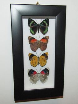 Бабочки Перисамы в рамке