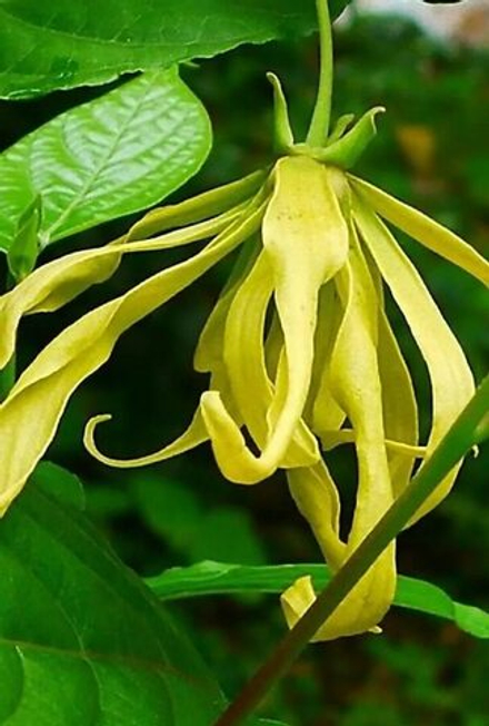 YLANG YLANG 3 100% P&N EO / ИЛАНГ-ИЛАНГ 3 100% P&N EO CAS 8006-81-3 ; 83863-30-3